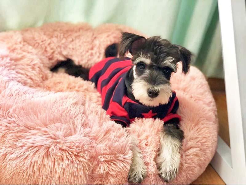 Cama Fofis para cães e Gatos