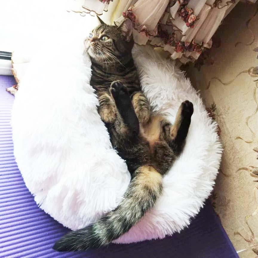 Cama Fofis para cães e Gatos