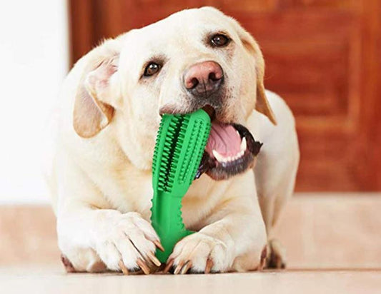 Escova de dentes para animais
